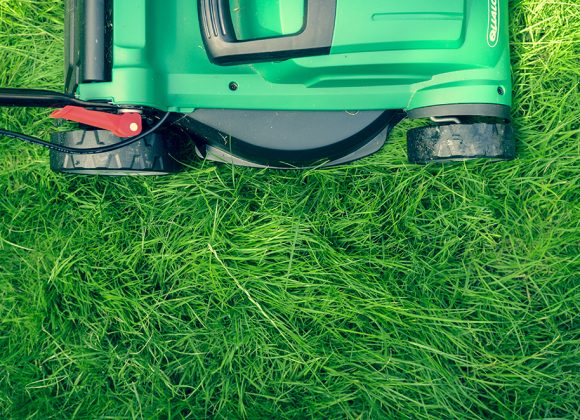 Lessons of My Lawn Lessons of My Lawn
