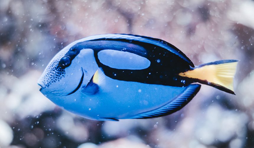 Following the Fish