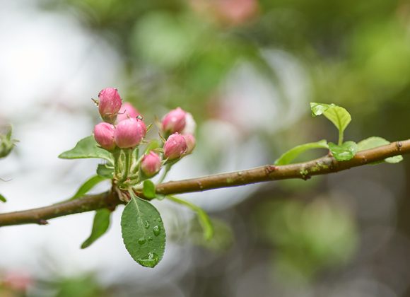 Choose to Flower Choose to Flower