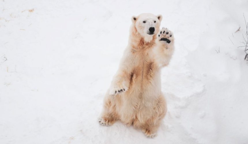 Polar Bears Are Left Handed