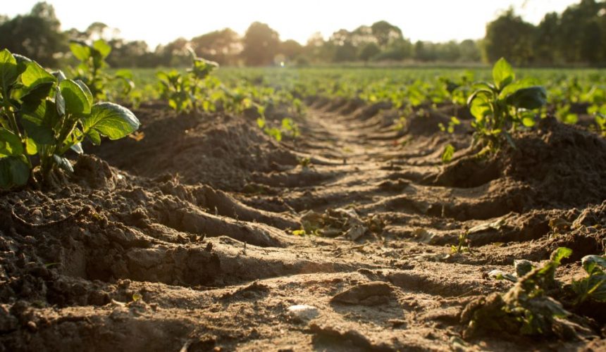Working the Soil