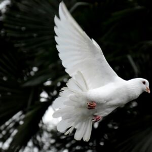 May 26, 2024, The Holy Trinity, The First Sunday After Pentecost