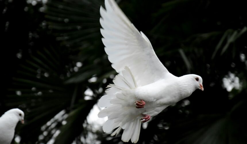 May 26, 2024, The Holy Trinity, The First Sunday After Pentecost